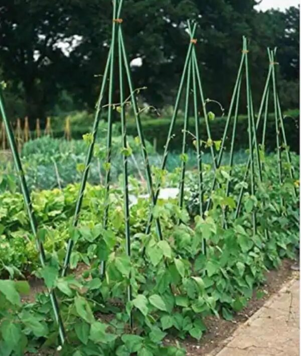 Miracle Gro Solid Garden Stakes Fiberglass Poles Fence Post Heavy-Duty Plant Stakes for plants , 6ft - Image 7